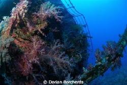 Soft Corals on the wreck of the Der Yang near Kavieng.Use... by Dorian Borcherds 